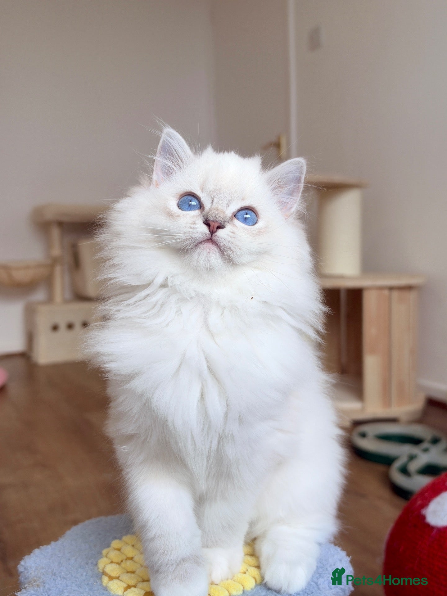 Ragdoll cats Ready To Leave Blue Lynx Ragdoll 💙Deep Blue Eyes - Advert 1