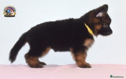 German Shepherd dogs for sale: German shepherd puppies  - Image 11