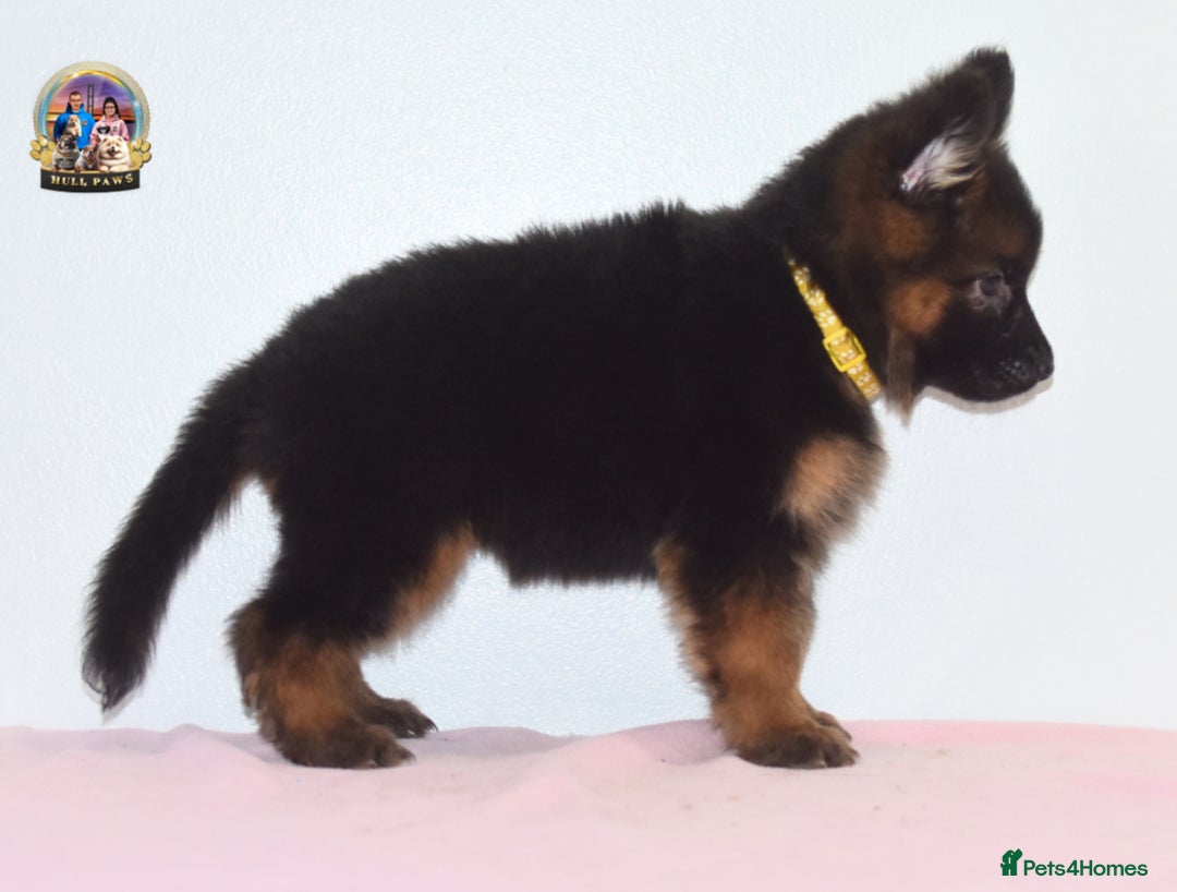 German Shepherd dogs for sale: German shepherd puppies  - Image 11