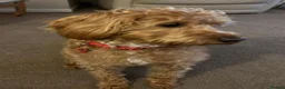 Labradoodle dogs for sale: This is daisy looking for a loving home - Advert 4
