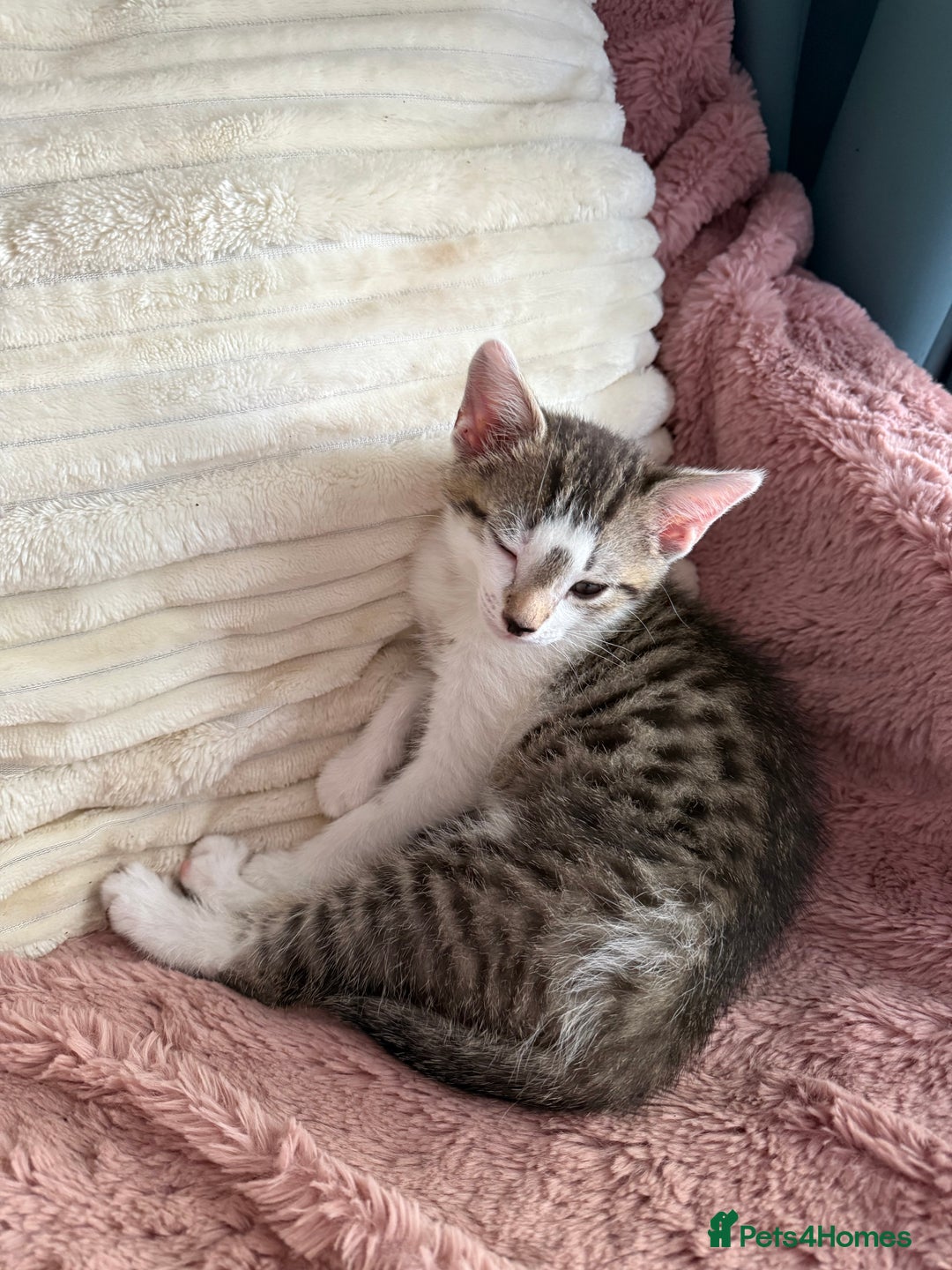 Mixed Breed cats for sale: Little Hand Reared Pops Needs His Forever Home - Advert 8