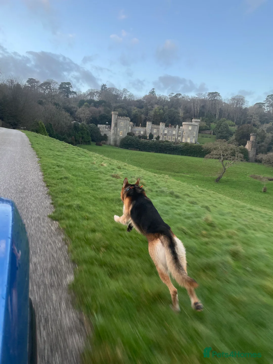 German Shepherd dogs for stud: Spectacular GSD wolfdog *for Stud only* in Dursley - Advert 14