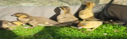 Ducks poultry for sale: 6 call ducklings 2 weeks old - Advert 7