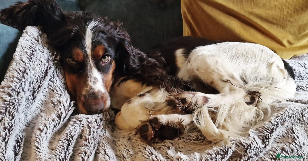 Cockapoo dogs for sale: Cockapoos F1 DNA Health tested patents - Advert 37