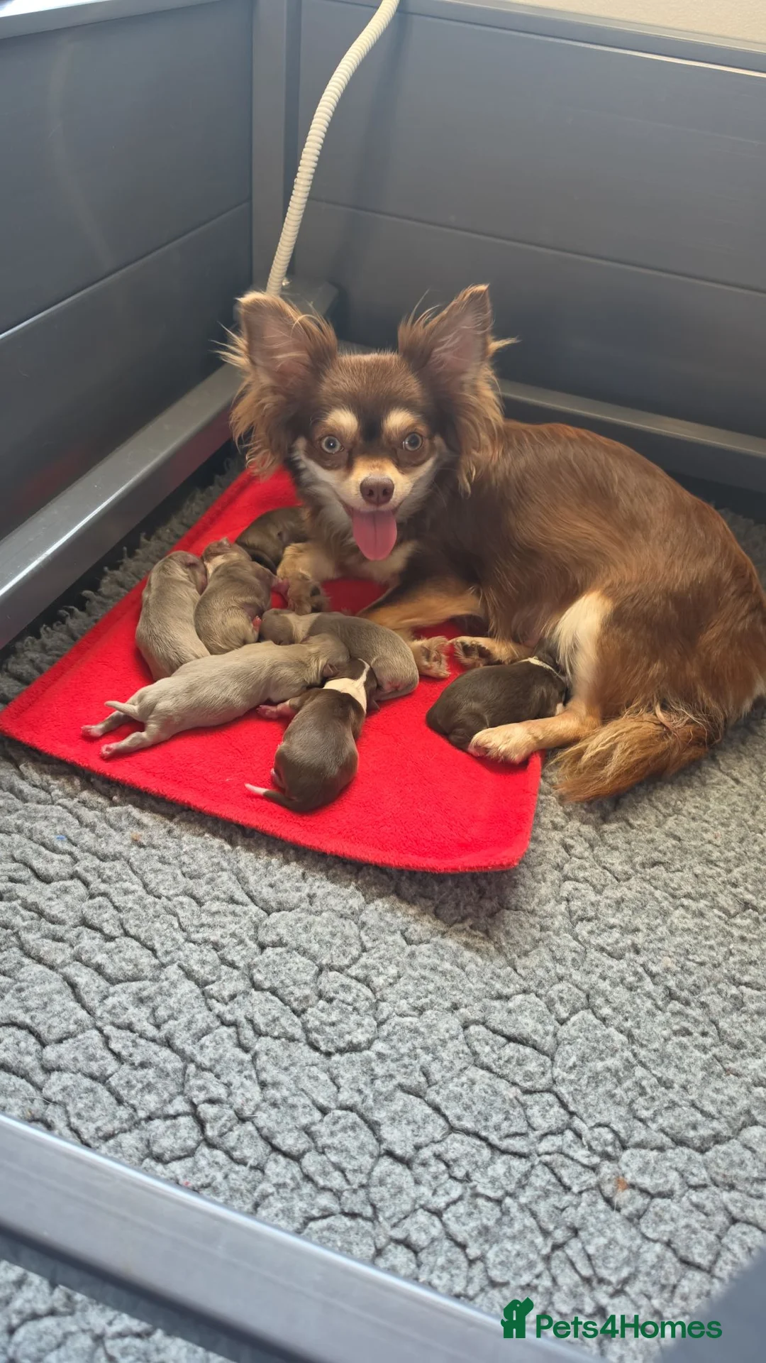 Chihuahua dogs for sale: Long coat chihuahua puppies 5 boys 2 girls - Advert 2