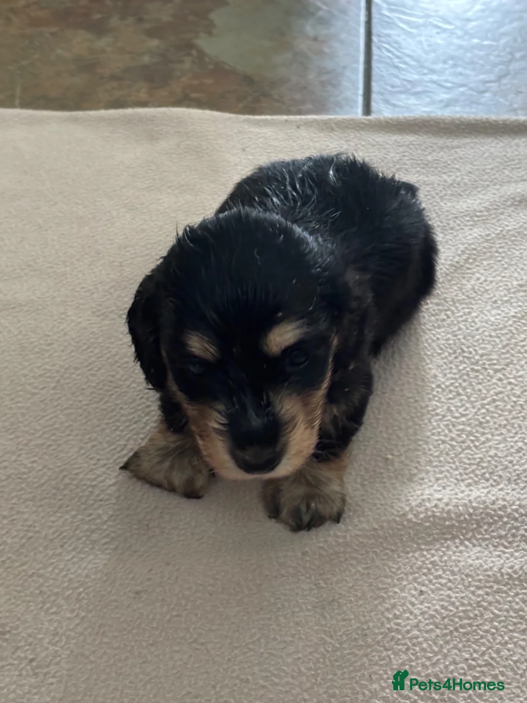 Dachshund dogs for sale: Miniture long haired dushounds puppy’s - Advert 5