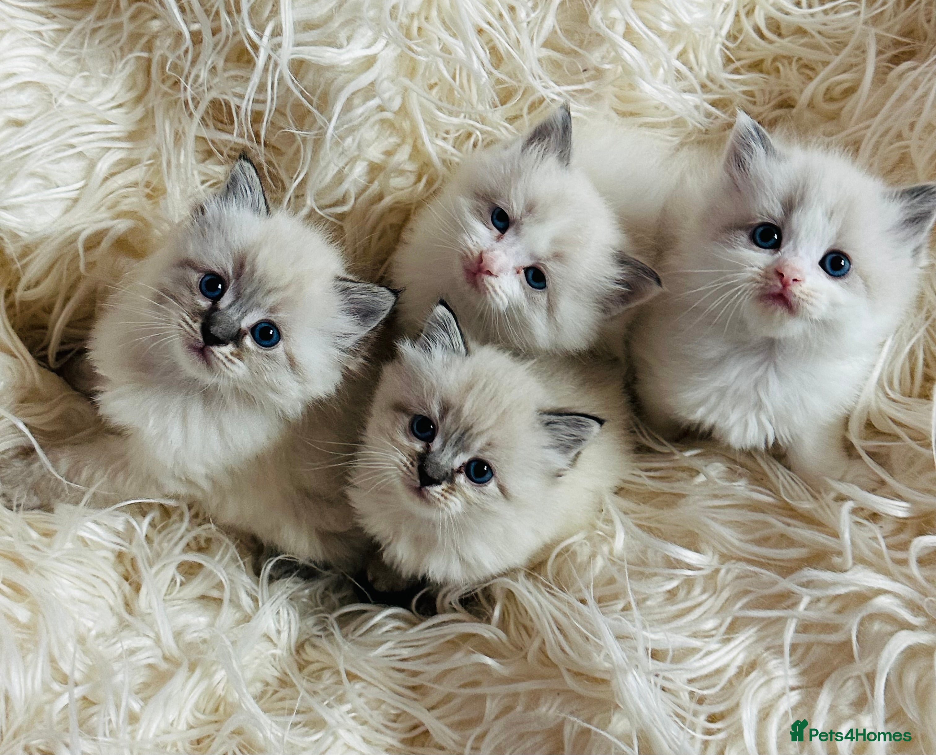 Ragdoll cats Ragdoll kittens for sale-ONLY 1 KITTEN LEFT(BOY)😻 - Advert 11