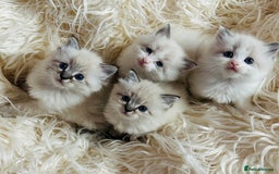 Ragdoll cats for sale: Ragdoll kittens for sale - Advert 6