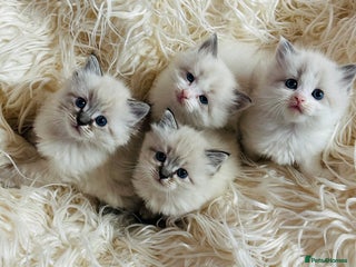 Ragdoll cats Ragdoll kittens for sale-ONLY 1 KITTEN LEFT(BOY)😻 - Advert 9