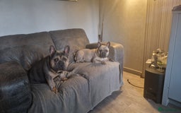 French Bulldog dogs for sale: 2 male French bulldogs - Image 5