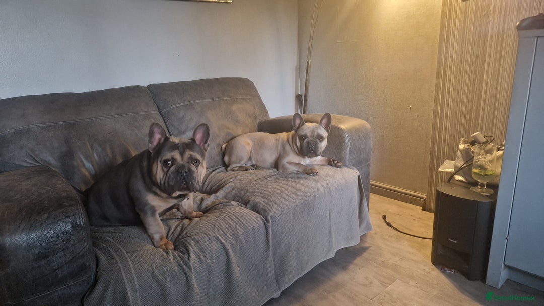 French Bulldog dogs for sale: 2 male French bulldogs - Image 5