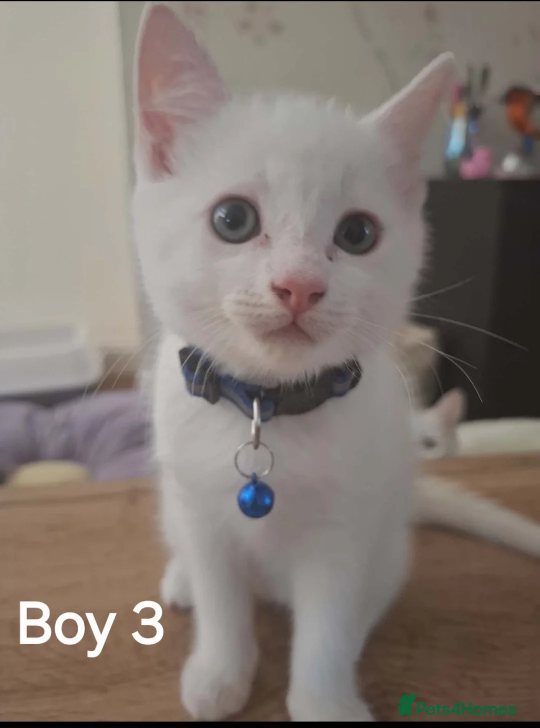 Mixed Breed cats for sale: 3 White Beautiful Boy Kittens - Advert 5