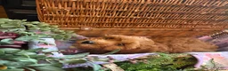 Cavapoo dogs for sale: 🐾Cavapoo health tested 🐶ready now 🐾 in Romford - Advert 22