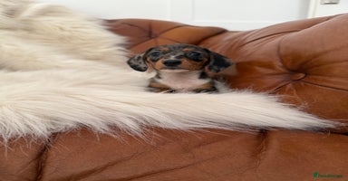 Miniature Dachshund dogs - Advert 8