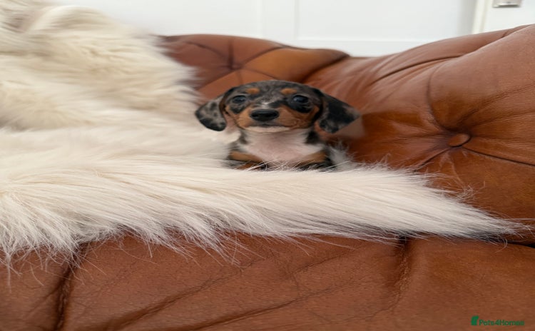 Miniature Dachshund dogs - Advert 4