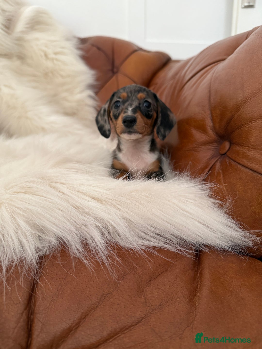 Miniature Dachshund dogs for sale: Stunning Silver & Chocolate Dapple Miniatures - Image 2