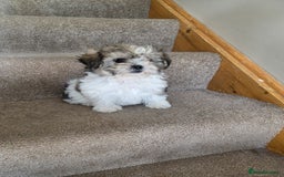 Shih Tzu dogs for sale: STUNNING HEALTH CHECKED PUPPIES  - Image 2