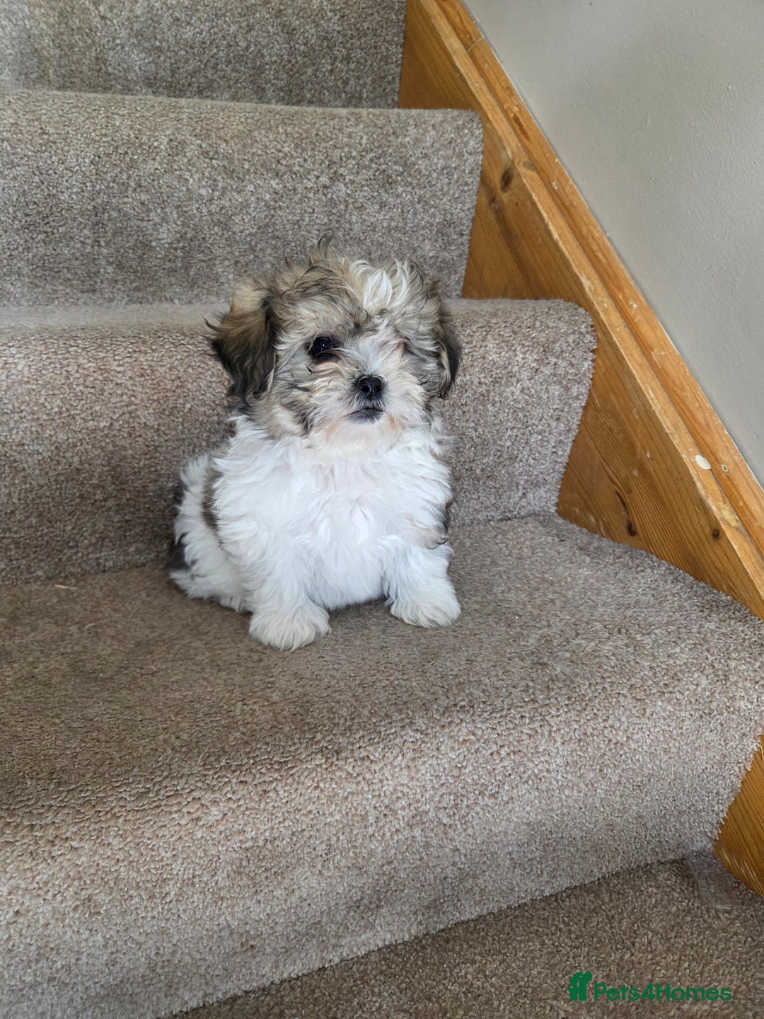 Shih Tzu dogs for sale: STUNNING HEALTH CHECKED PUPPIES  - Image 2