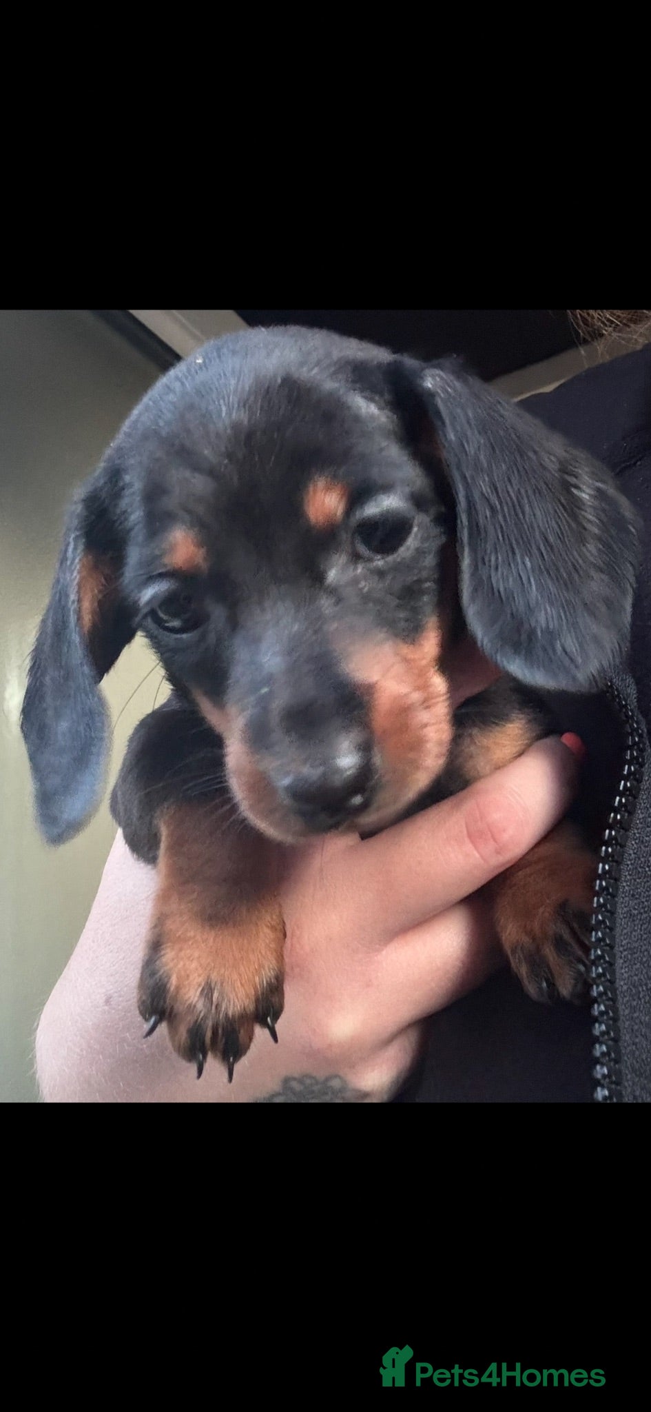 Dachshund dogs Dachshund puppies - Advert 14