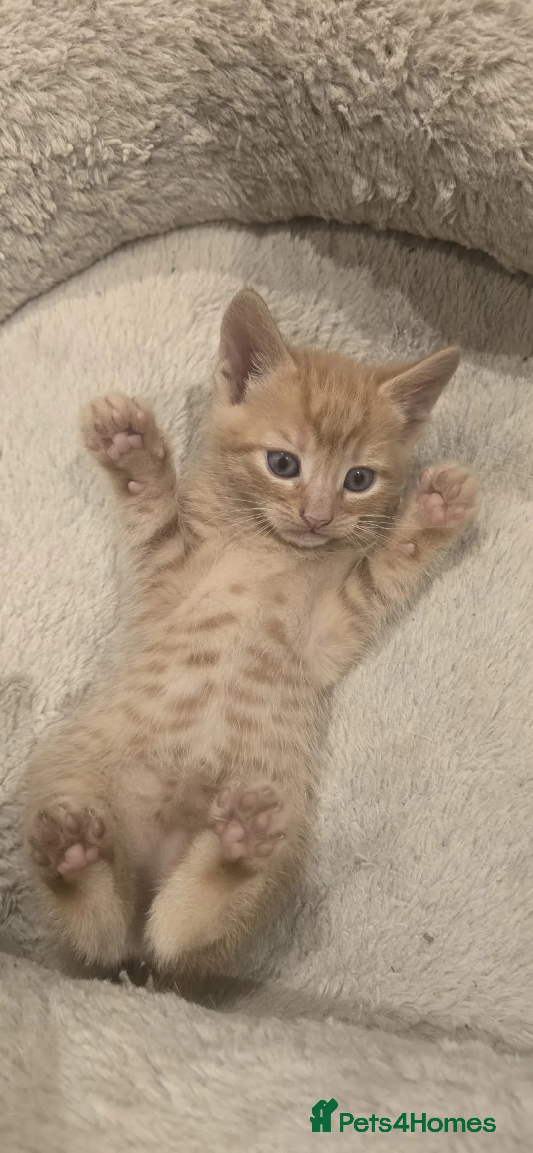 Mixed Breed cats for sale: 5 Beautiful Kittens Looking for Loving Homes 🐱❤️  - Advert 2