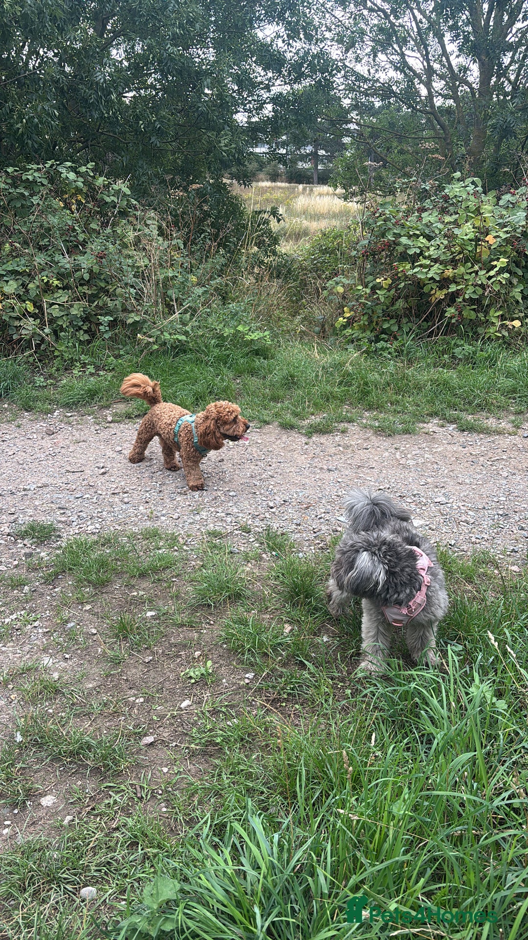 Mixed Breed dogs for sale: Last dog left - Advert 11