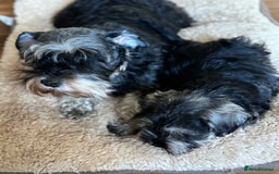 Miniature Schnauzer dogs for sale:  kc/Bva eye tested clear vet checked & certificate - Advert 6