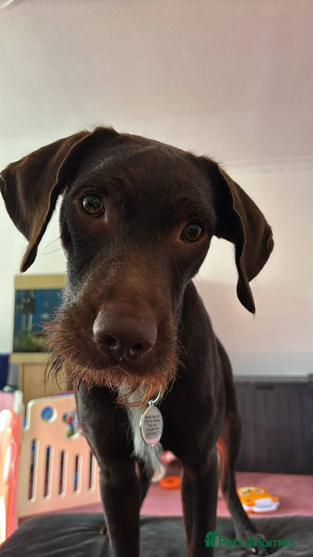 Springador dogs for sale: Nearly 3 years old boy springador - Advert 1