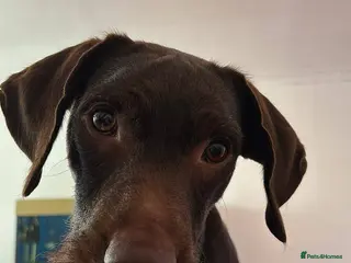 Springador dogs Nearly 3 years old boy springador - Advert 1