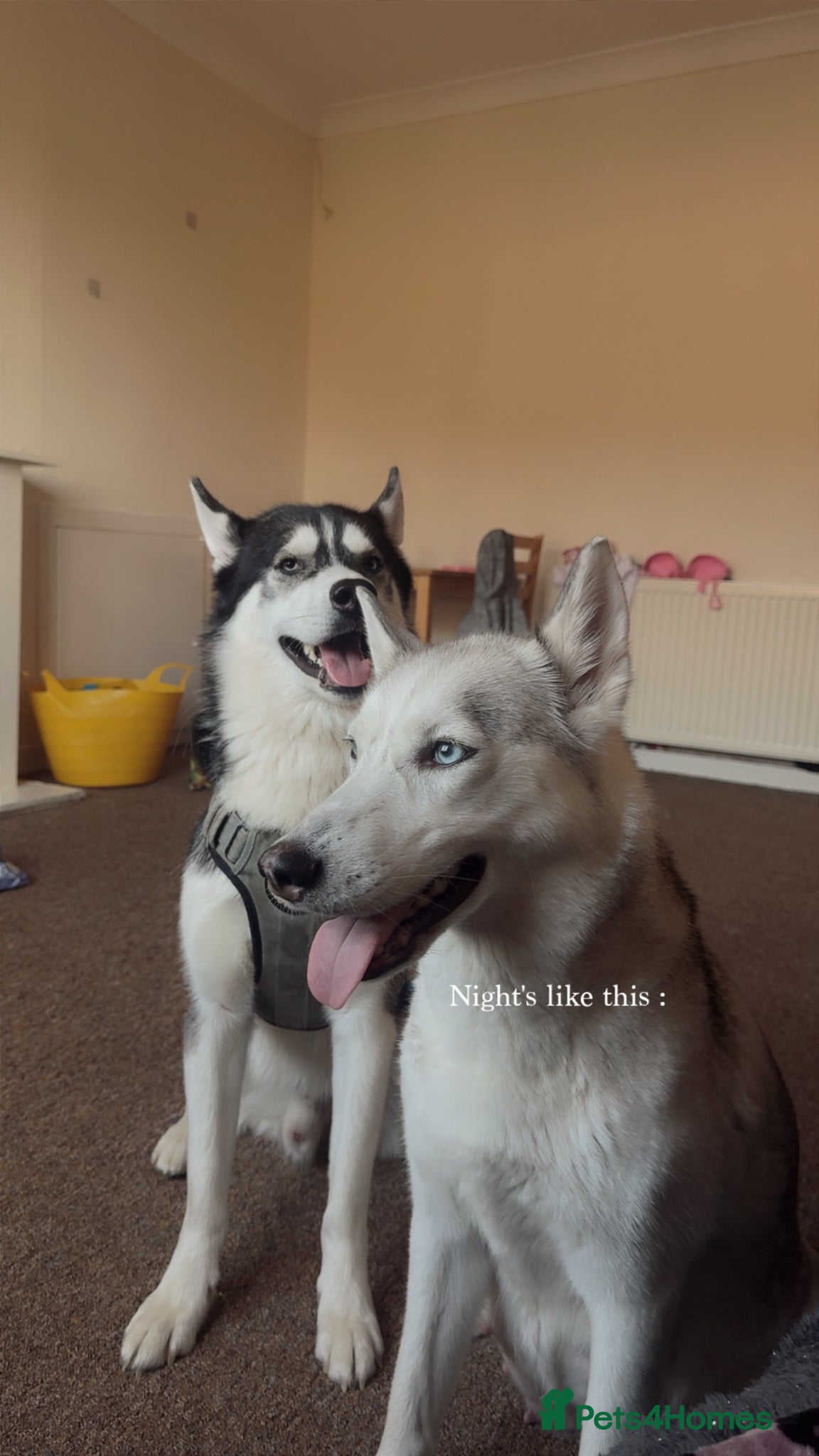 Siberian Husky dogs for sale: Husky puppies for sale  in Saltcoats - Advert 16