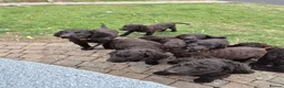 Irish Water Spaniel dogs for sale: Irish water spaniel - Advert 6