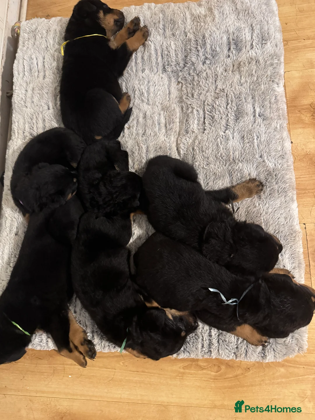 Rottweiler dogs for sale: 2 fluffy cuddly Rottweiler puppies available  - Advert 13