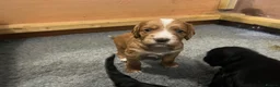 Cocker Spaniel dogs for sale: KC REGISTERED WORKING COCKER SPANIEL PUPPIES - Advert 12