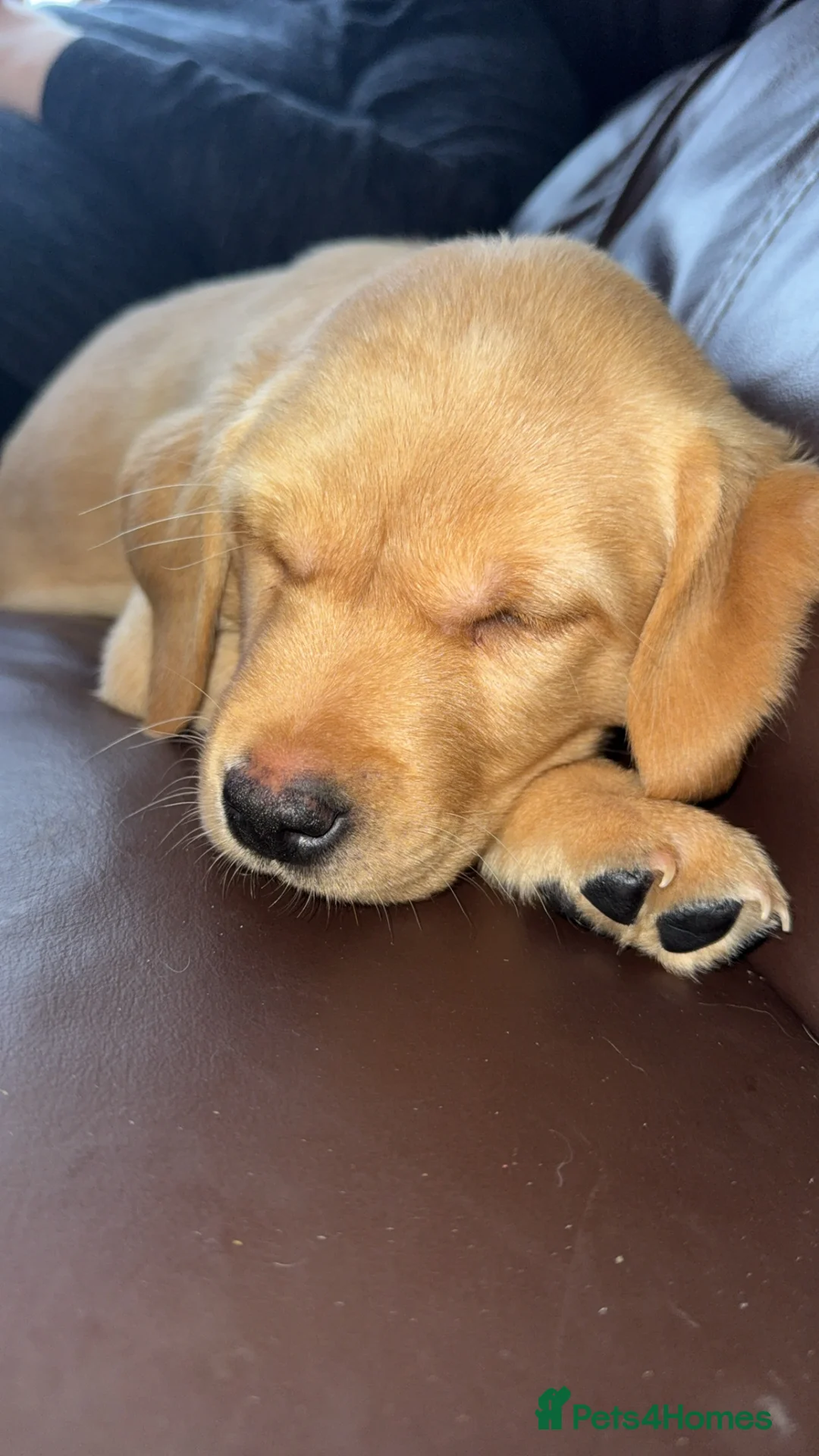 Labrador Retriever dogs for sale: Labrador retriever  in Harwich - Advert 1