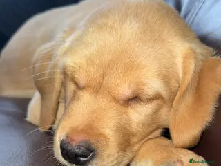 Labrador Retriever dogs Labrador retriever in Harwich - Advert 8