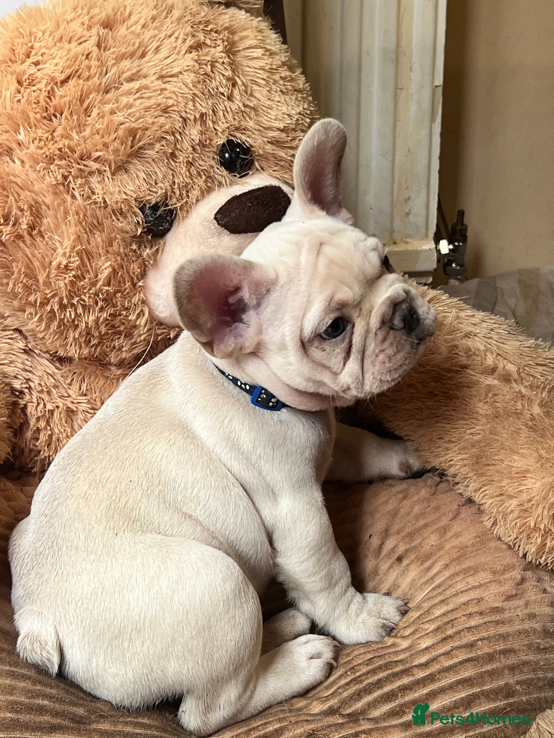 French Bulldog dogs for sale: Beautiful French Bulldog Puppies - Image 25
