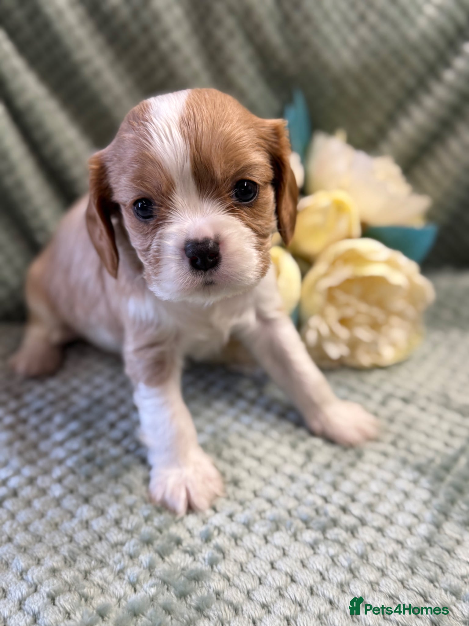 Cavalier King Charles Spaniel dogs Cavalier King Charles  - Advert 1