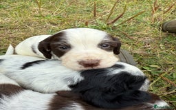 Cocker Spaniel dogs for sale: Extensively Health Tested KC Registered  - Image 17