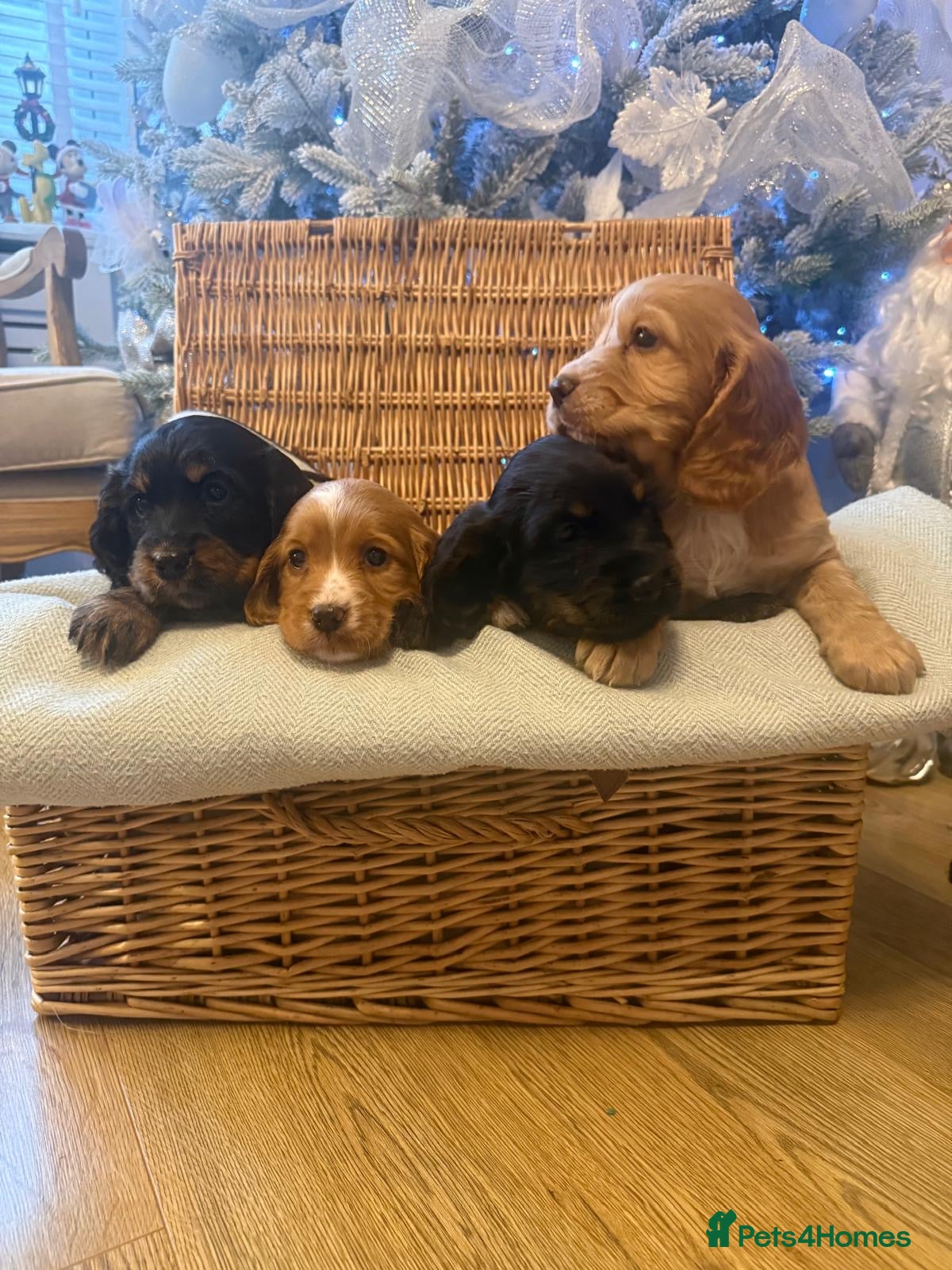 Cocker Spaniel dogs Working cocker spaniel puppies  - Advert 1