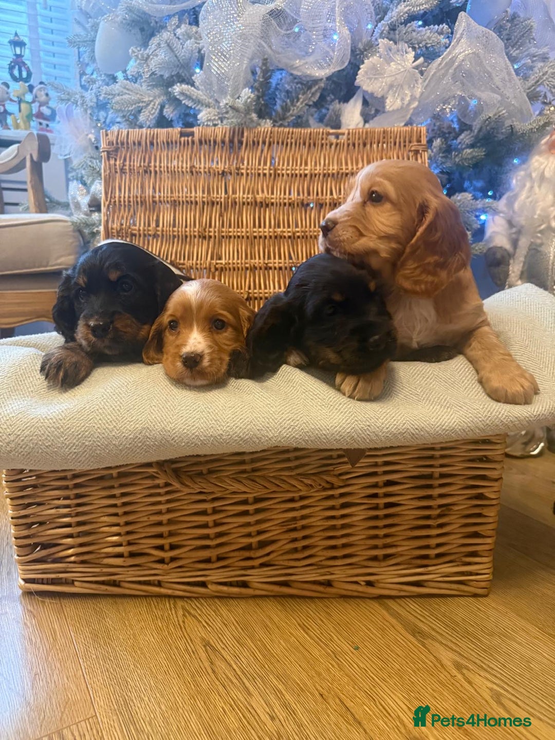 Cocker Spaniel dogs for sale: Working cocker spaniel puppies  - Advert 1