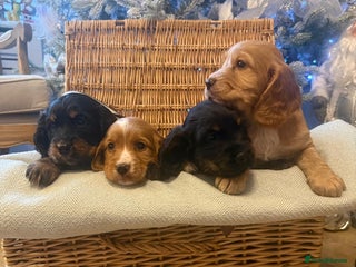 Cocker Spaniel dogs Working cocker spaniel puppies - Advert 1