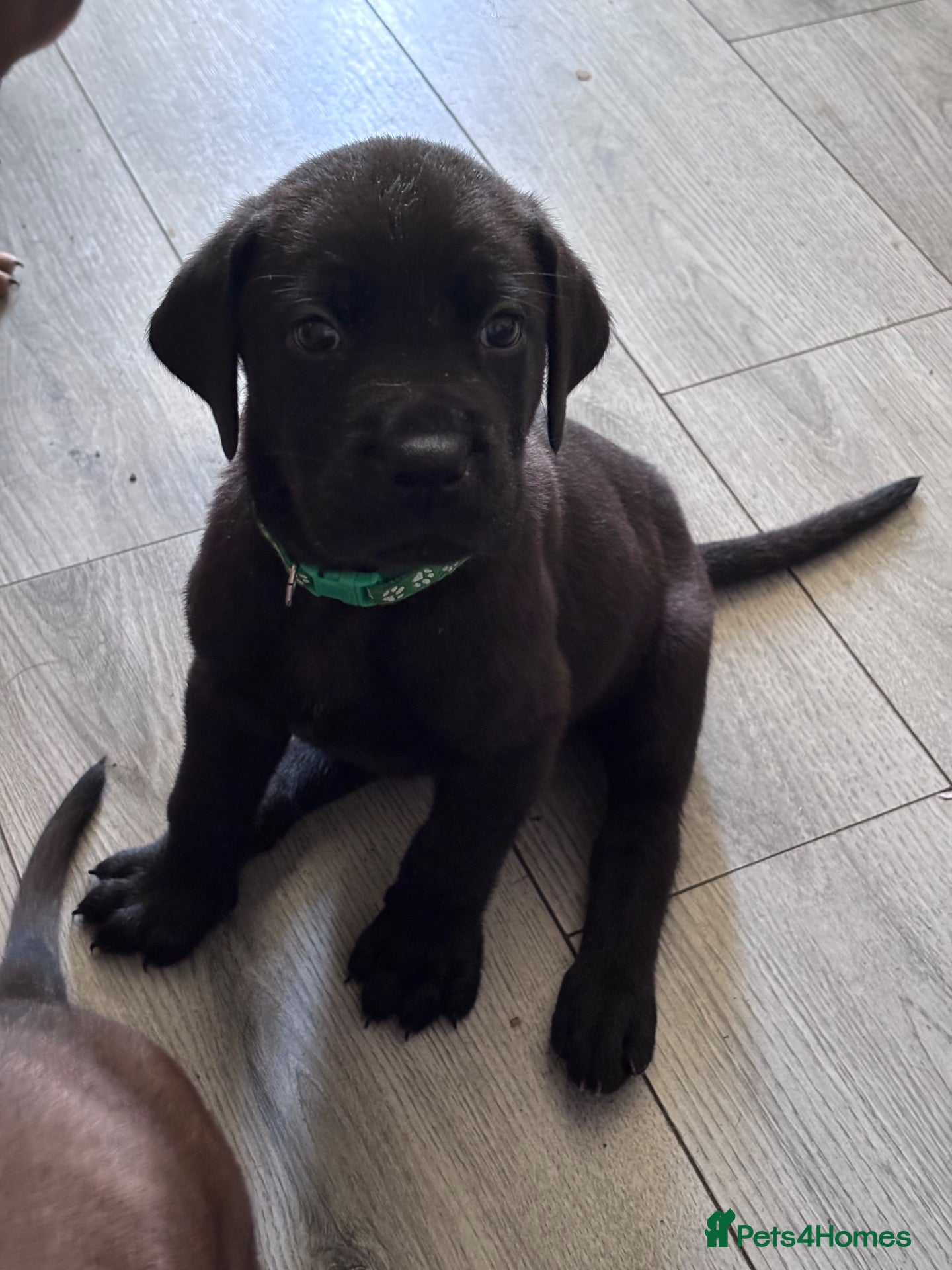 Mixed Breed dogs READY FROM NEXT WEEK! Great Rottie Puppies - Advert 8
