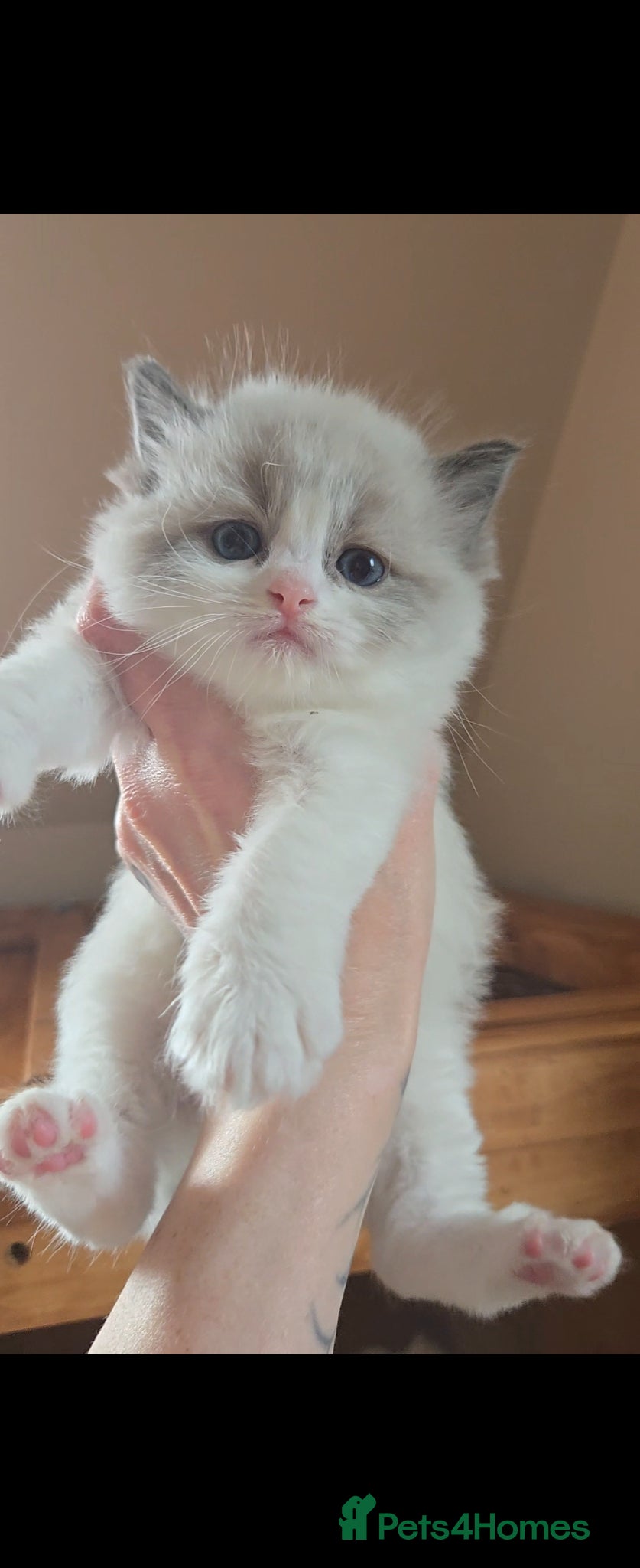 Ragdoll cats Gorgeous Pedigree chunky ragdolls - Advert 1