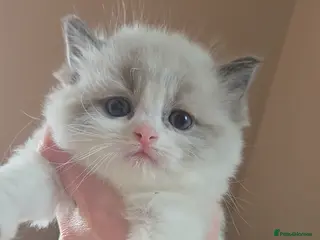 Ragdoll cats Gorgeous Pedigree chunky ragdolls - Advert 1