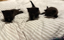 Domestic Shorthair cats for sale: Black kitten - Image 2