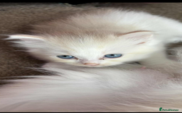 Mixed Breed cats for sale: 2 beautiful Persian/ragdoll boys  - Image 6