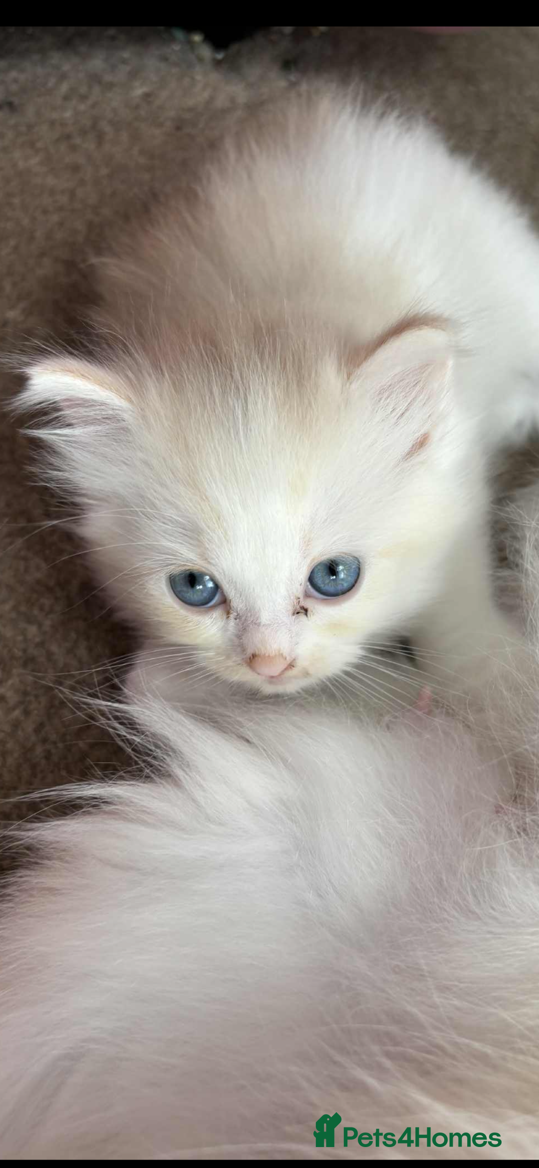 Mixed Breed cats for sale: 2 beautiful Persian/ragdoll boys  - Image 6