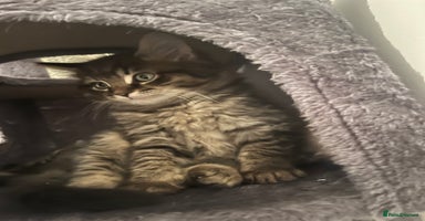 Ragdoll cats - Advert 2