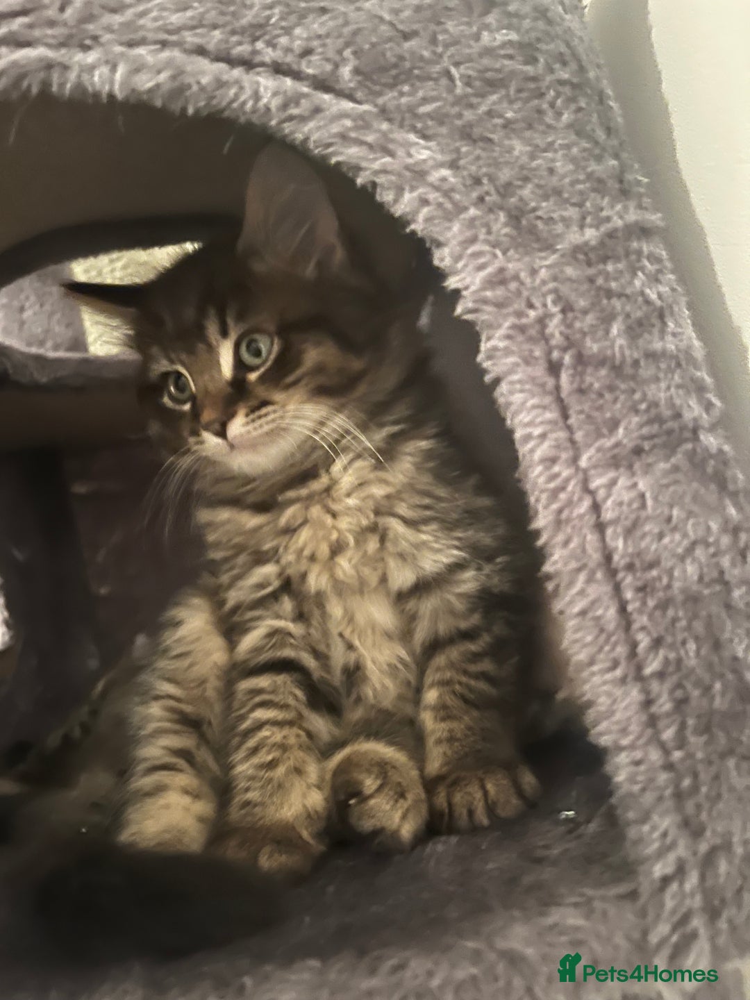Ragdoll cats for sale: Last beautiful fluffy ragdoll boy left 😍 - Image 3