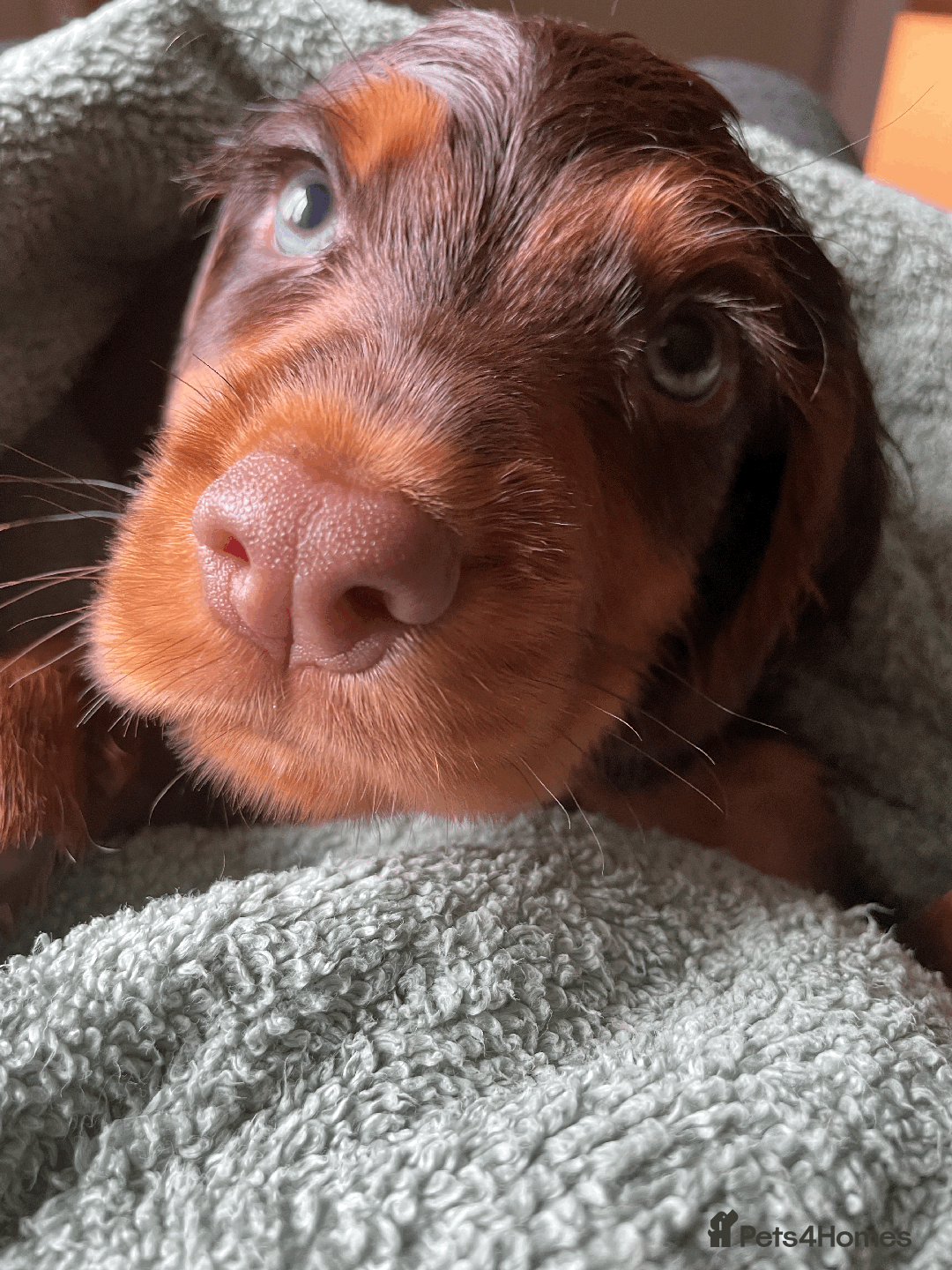 Cocker Spaniel dogs for sale: Cocker Spaniel Pups Outstanding Pedigree Lines! - Advert 7