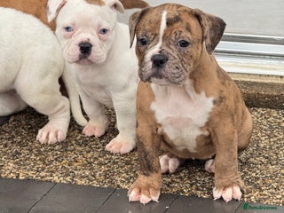Olde English Bulldogge dogs (Reduced) Olde English Bulldogges puppies - Advert 6